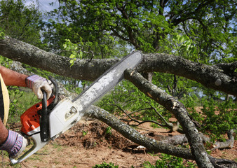 The Importance of Tree Service
